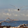 Rybak dlouhoocasy - Sterna paradisaea - Arctic Tern 1356